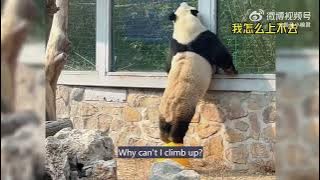 Panda Power: How Meng Lan Trained for His Daring Escape｜熊猫为了越狱拼命锻炼身体