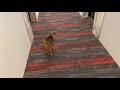 Abyssinian does his morning run