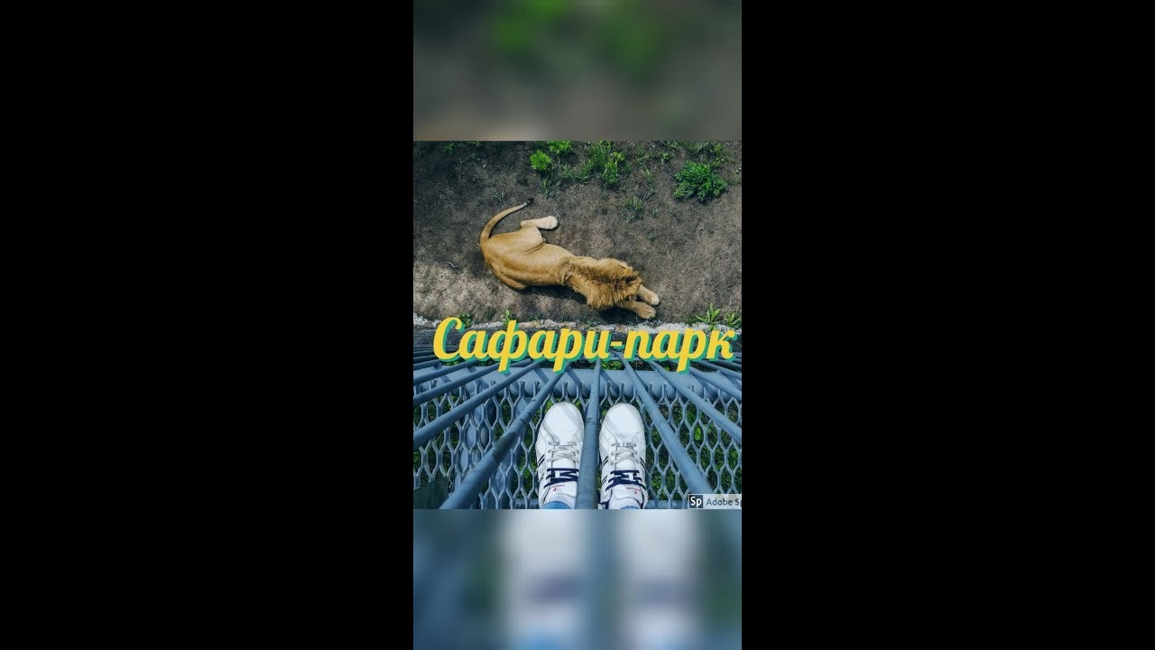 сафари парк цены ВПЕЧАТЛЕНИЯ ПОСЕТИТЕЛЕЙ САФАРИ-ПАРКА