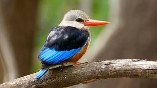 Grey-headed Kingfisher Sound @Birdfun
