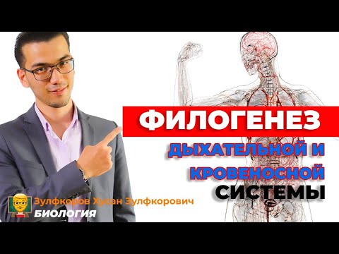 Эволюция дыхательной и кровеносной системы