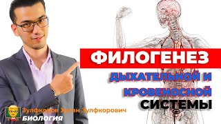 Эволюция дыхательной и кровеносной системы