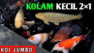 IKAN KOI BESAR DI KOLAM KECIL|CARA MEMEBSARKAN IKAN KOI DI KOLAM KECIL#IKANKOI#KOLAMKOIKECIL#KOI#