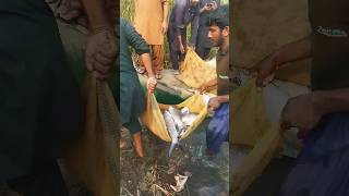 Big fish hunting ? at Indus River shorts