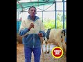 The Friesian cow is one of the best dairy breeds for high milk production 🐄🥛