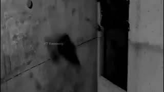 Download Suara Tarik All In One, Bisa Untuk Tarik Dalam, Hexa Atau Panggil !!!