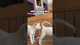 Cium Pantat Usil Nih Si Anjing Kintamani Satu Ini