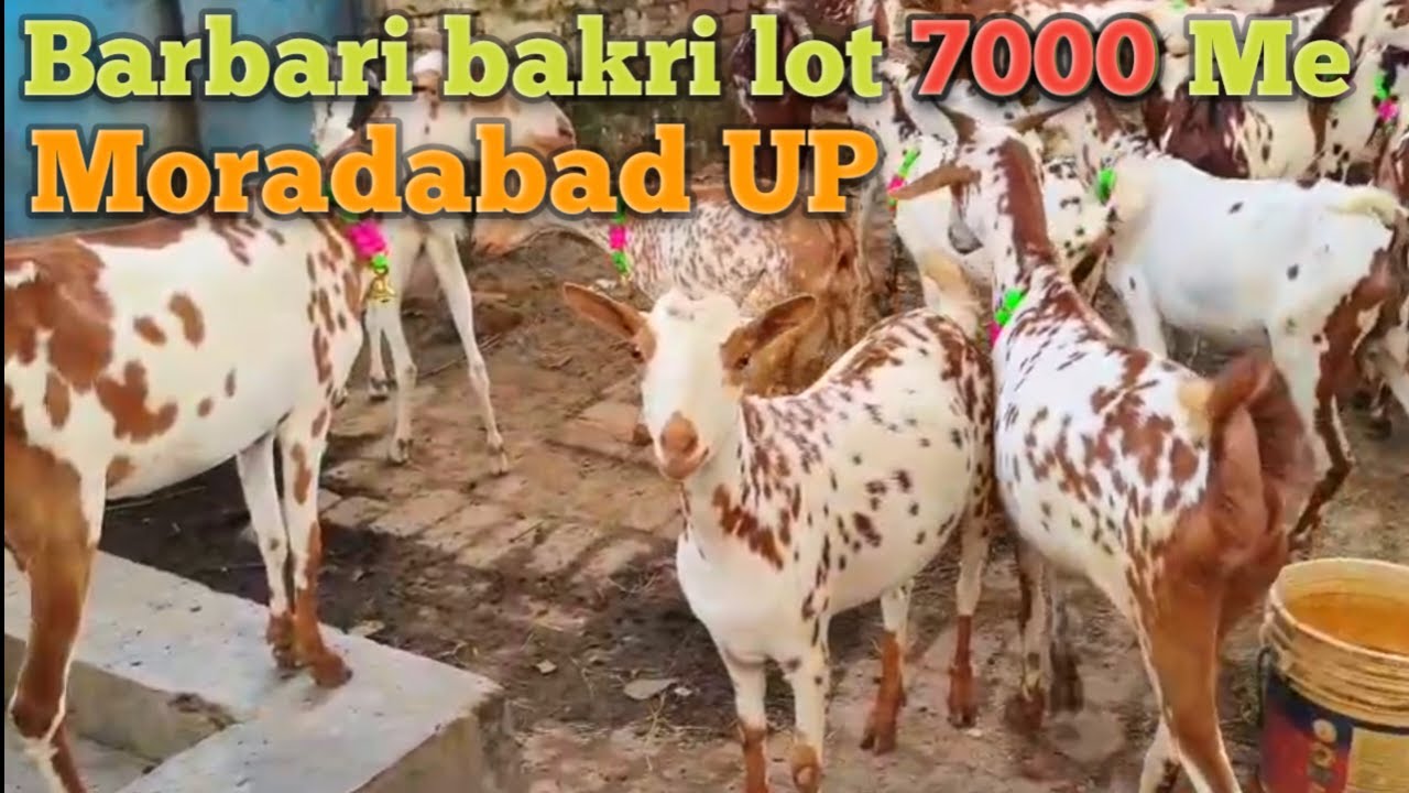 Barbari goats for sale Moradabad UP | taharpur Bakra Mandi barbari bakri | barbari Bakri price