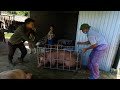 Cân Lợn Cho Thương Lái Gía Lợn Hơi 45 -  Pig Scales For Traders Price Live Pigs 45 -