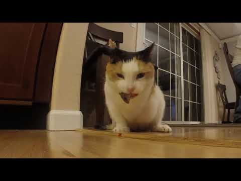 Nature - Cat Swallows Mouse Whole