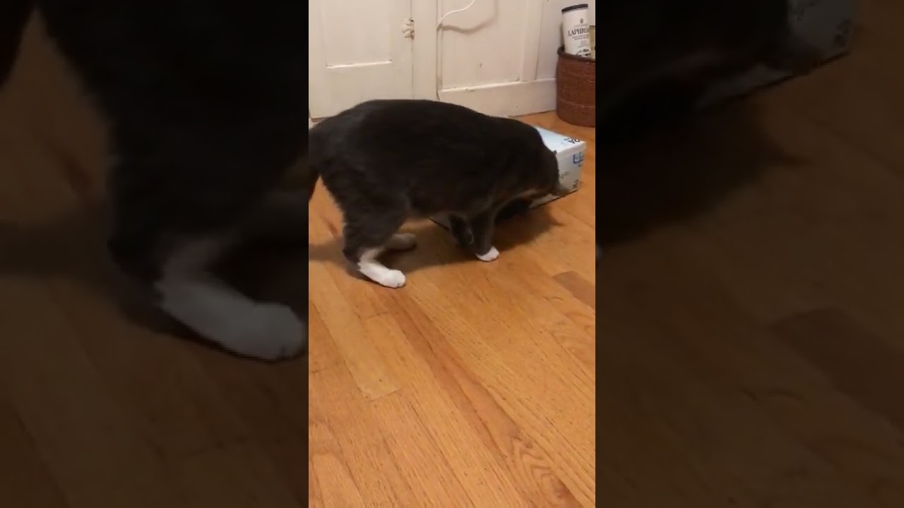 Safeway Select Soda Box No. 2: Dorothy takes the bait