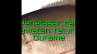 Download lagu Cara menetaskan dan merawat telur ikan Gurame