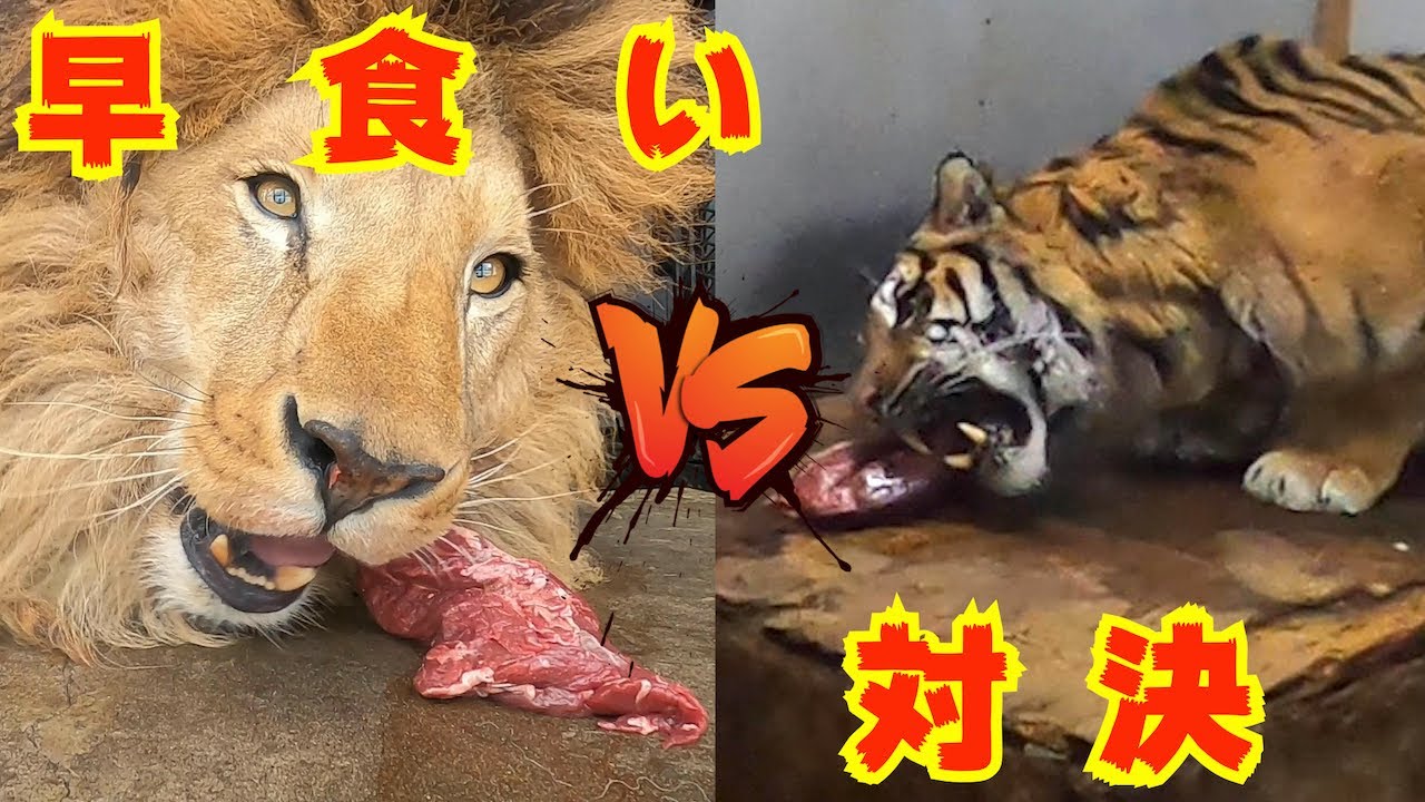 閲覧注意 ライオンvsトラ 肉塊早食い対決が凄い迫力だった Early Meal Of Lion And Tiger Youtube