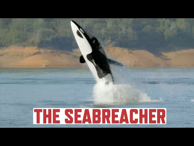 See wacky new Jet Shark boat that can dip underwater and launch from  beneath the waves to pull off wild tricks at 55 mph