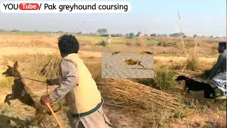 New race dogs in pakistan \ racing dog catch rabbit \ greyhound coursing hare by Pak Greyhound coursing 3,919 views 2 years ago 1 minute, 53 seconds