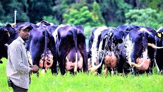 From ANKOLE COWS to PURE GIROLANDO using DIGITAL AI (Artificial Insemination) | Modern Farming