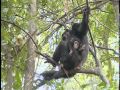 Chimpanzees at Serengeti National Park - Part 1