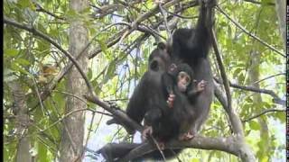 Chimpanzees at Serengeti National Park  Part 1