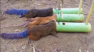 primi wild Create Bamboo squirrel and rat traps 100%