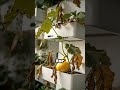 Apartment Tower Garden: Avoid This Crop Mistake