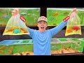 I BOUGHT EVERY FISH IN THE PET STORE! (EXPENSIVE)