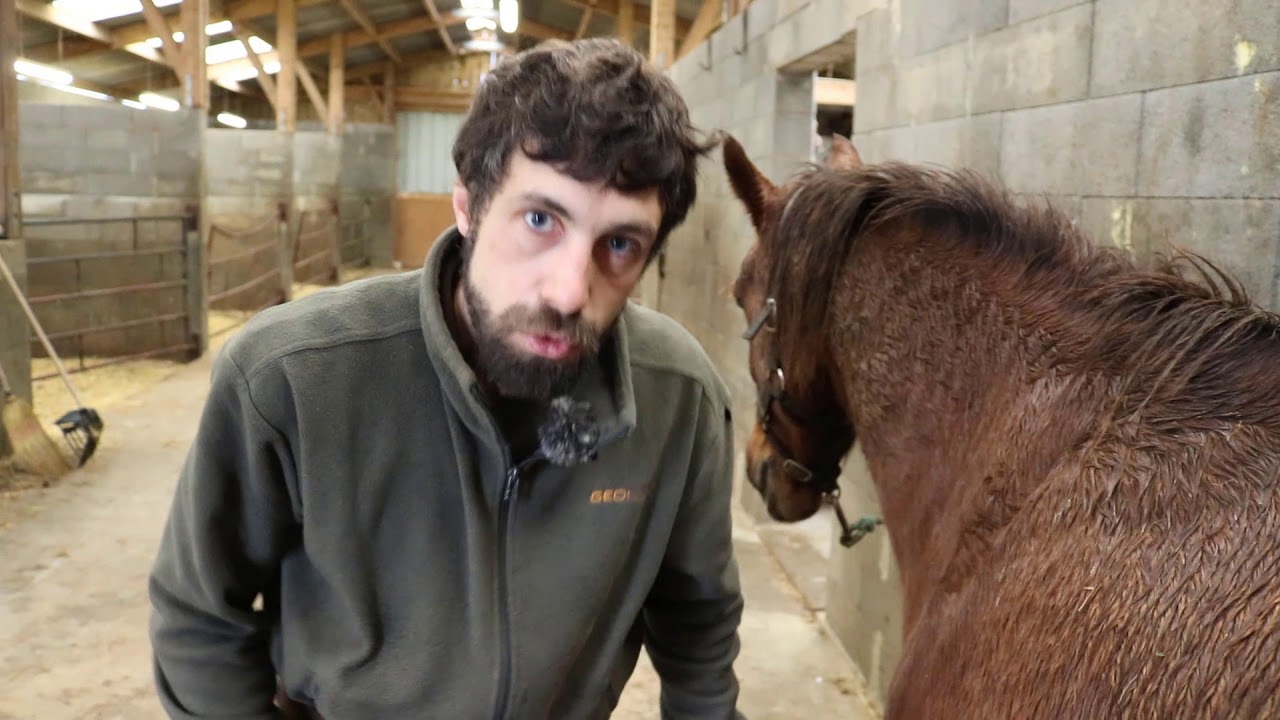 Entretien des sabots : Comment faire le parage de votre cheval ? 