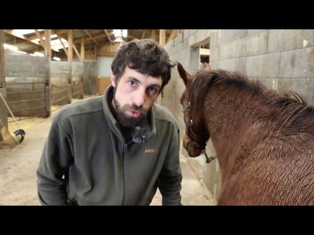 Entretien des sabots : Comment faire le parage de votre cheval ? 