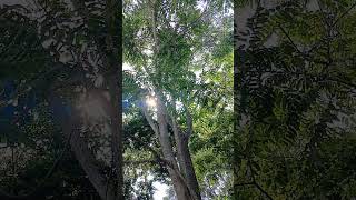 Cedro americano (cedrela odorata) #pozarica #mexico #veracruz #arbolesnativos #ancienttree #tree