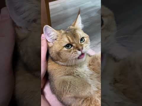 The cat eats
