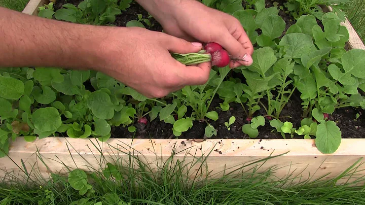 1st Radish Harvest of The Year - DayDayNews