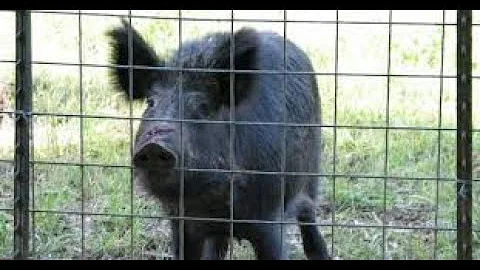 Hog trap construction and selecting its location