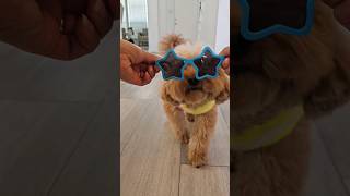 cute dog trick    #poodles #dogtricks #ilovedogs #dogreels