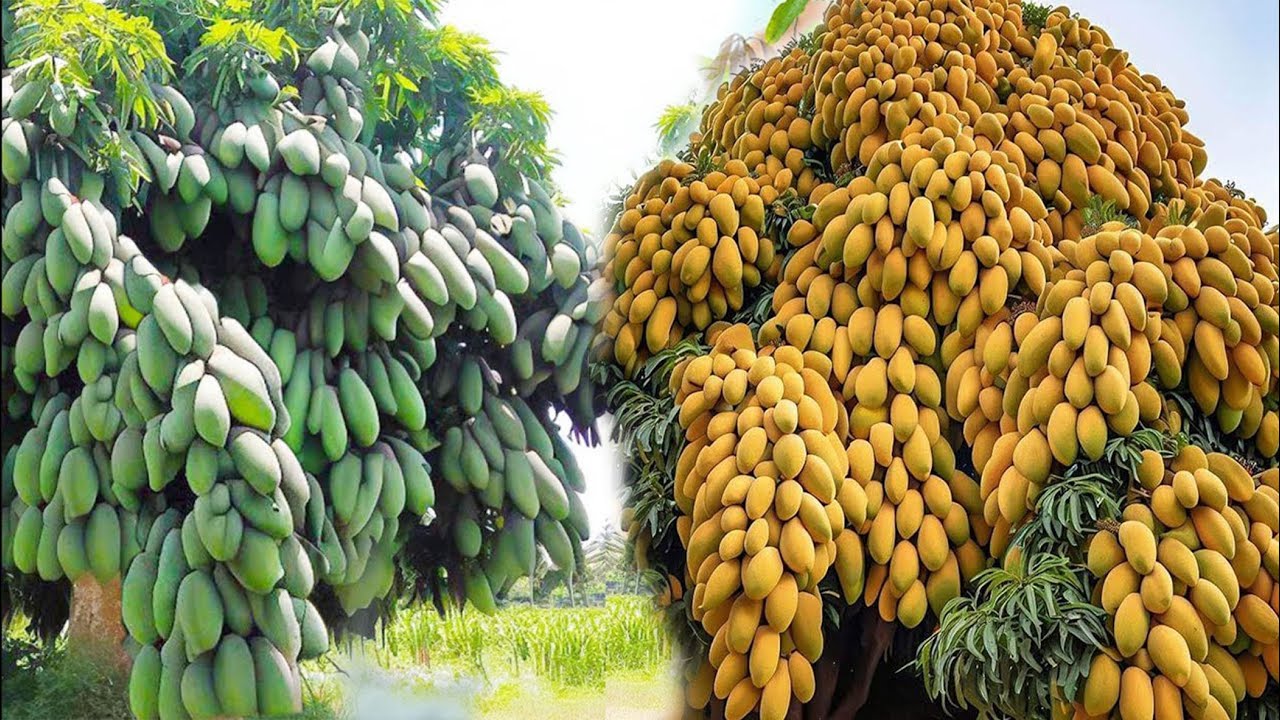 Unique Skill How Growing Mango Tree With Quick and Easy Techniques ...