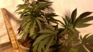 Scrog Bubba Kush Genetics, Medical Marijauana