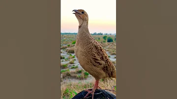 Teetar Ki Awaaz Desi Teetar Ki Boli Grey Francolin Teetarawaz Desiteetar Shortvideo Shorts 