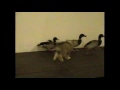 Key the Sheltie puppy herds ducks Key the Sheltie puppy herds ducks
