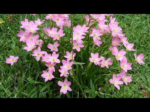 Video: Sådan Plejer Du Zephyranthes