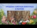 Виноград 2018. Продажа саженцев винограда. г. Полтава