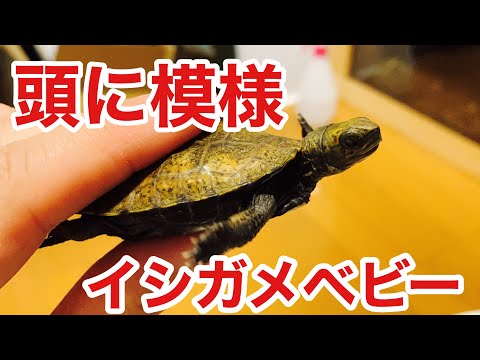 カメ紹介 頭に模様 ほんの少し変わったイシガメベビー