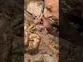 36 millionyearold rare skeleton of human ancestor revealed by researchers in south africa
