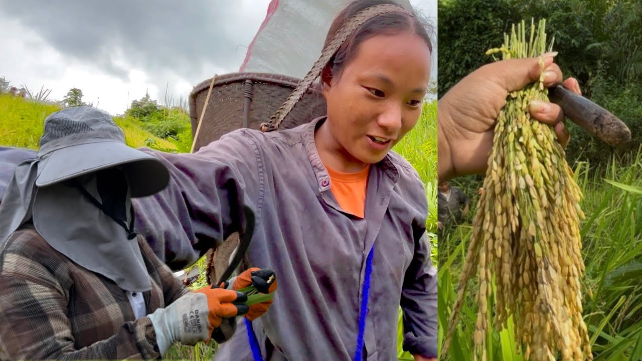 Sowing seeds of hope, harvesting success! #HarvestingVideo #DidiFirstEverPaddyField #simphat 