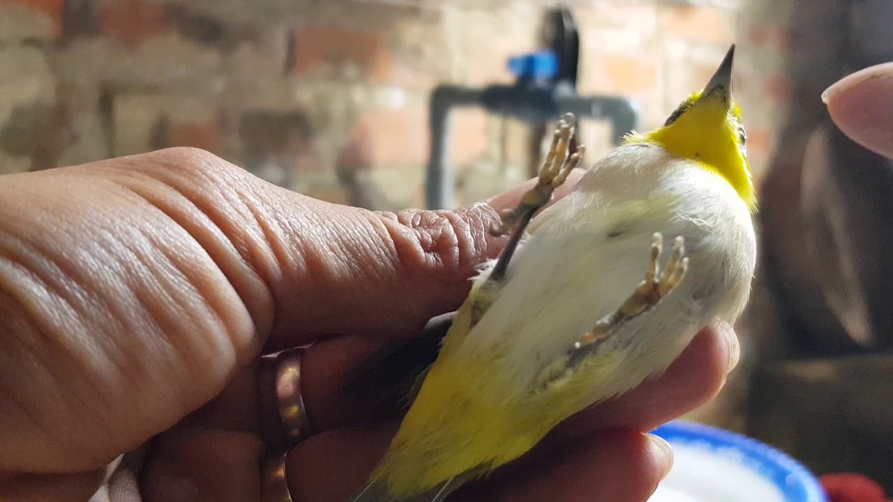 Cách thuần khuyên siêu tốc và cách phân biệt khuyên trống mái đơn giản hiệu quả