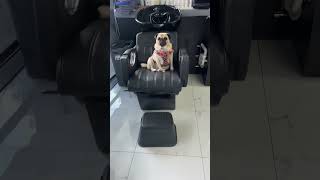 What do you mean this isn’t my seat? #curly #blonde #hair #indooroopilly #pug #dog ￼