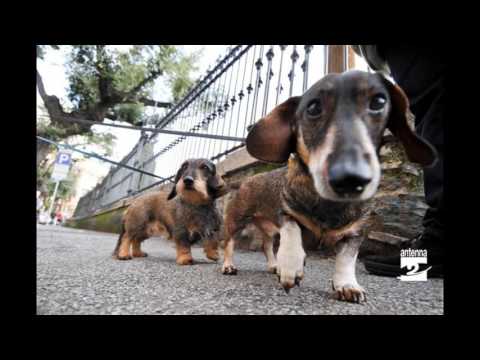 Come non far mangiare al cane quello che trova per strada