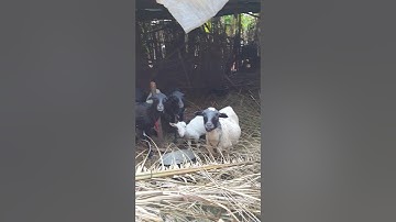 Names of Animals in Igbo Goat ewu na atụrụ