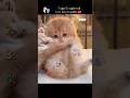 Top 5 Cutiest Cats Ever 😻✨ | You Won’t Stop Smiling! #cat #cute #kitten #funnyvideos