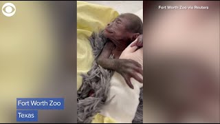 Baby gorilla born premature at Fort Worth Zoo