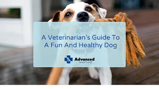 A Veterinarian’s Guide To A Fun And Healthy Dog by Advanced Animal Care 44 views 2 years ago 1 minute, 57 seconds