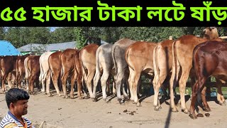 ৫৫ হাজার টাকা পিচ লটে ষাঁড় গরু। শাহীওয়াল ষাঁড় গরুর দাম। ষাঁড় বাচ্চা দাম। jisan dairy