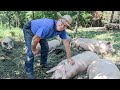 Joel Salatin's SECRETS to raising PIGS for LAND REGENERATION & PROFIT